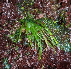 Chaetomorpha antennina