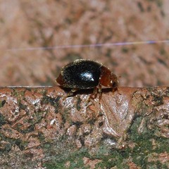 Cryptolaemus