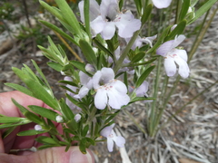 Prostanthera behriana
