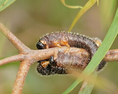Pergidae