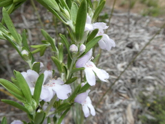 Prostanthera behriana