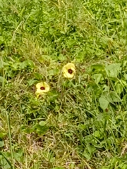 Hibiscus surattensis