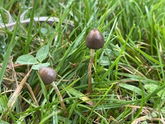 Psilocybe semilanceata