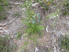 Prostanthera behriana