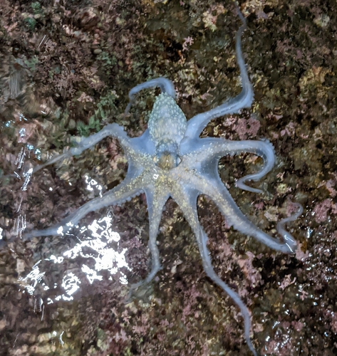 アナダコ