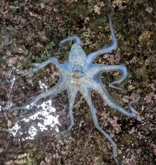 Octopus cyanea