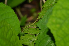 Ceroys perfoliatus