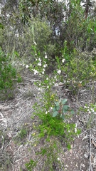 Prostanthera behriana