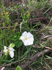 Thunbergia