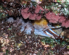 Gymnothorax rueppelliae