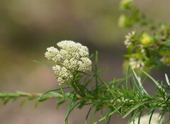 Cassinia aculeata