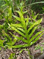 Microsorum scolopendria