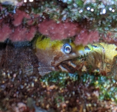 Gymnothorax rueppelliae