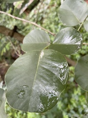Dalbergieae