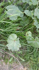 Alchemilla mollis