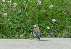 Stizoptera bichenovii