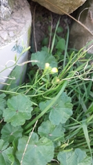 Alchemilla mollis