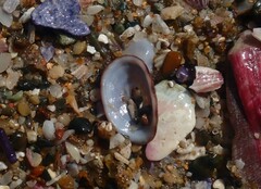 Amblychilepas nigrita