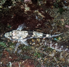 Bathygobius cocosensis