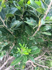 Allophylus natalensis