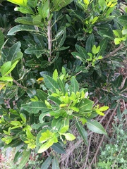 Allophylus natalensis