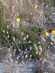 Oenothera stricta