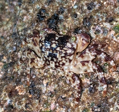 Pachygrapsus plicatus