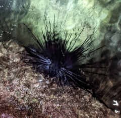 Echinoidea