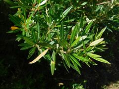 Searsia angustifolia