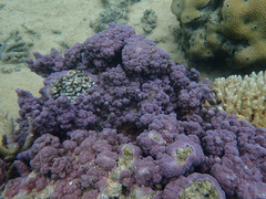 Montipora