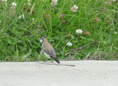 Stizoptera bichenovii