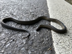 Achalinus formosanus