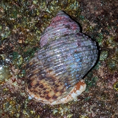 Turbo sandwicensis
