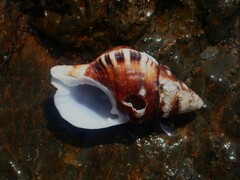 Ranella australasia