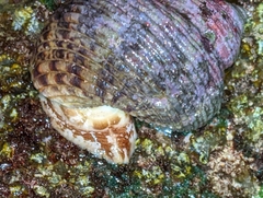 Turbo sandwicensis