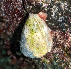 Conoidea