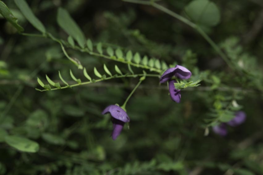 Brongniartia vazquezii
