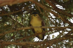 Nycticorax caledonicus