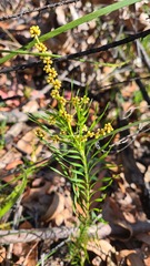 Lomandra obliqua