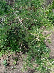 Vachellia robusta