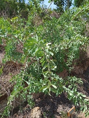 Gymnosporia glaucophylla