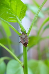 Halyomorpha halys