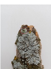 Phaeophyscia orbicularis