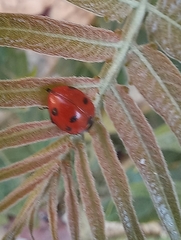 Coccinella septempunctata