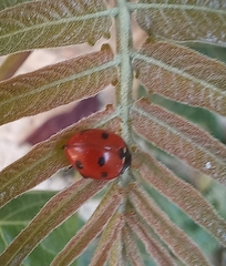 Coccinella septempunctata