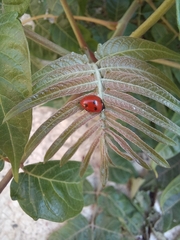 Coccinella septempunctata