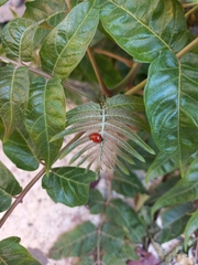 Coccinella septempunctata