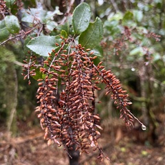 Pterophylla racemosa