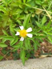 Bidens alba