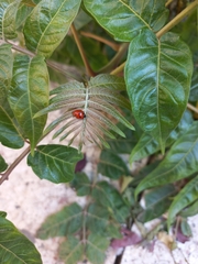 Coccinella septempunctata
